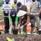 Respon Rencana Produksi Pisang Cavendish di Bondowoso, Petani Ingatkan Kriteria Ekspor