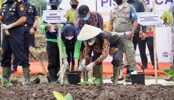 Respon Rencana Produksi Pisang Cavendish di Bondowoso, Petani Ingatkan Kriteria Ekspor