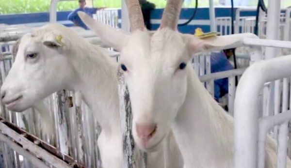 Peternak Kambing Bondowoso Dukung Usulan Impor Kambing Saanen